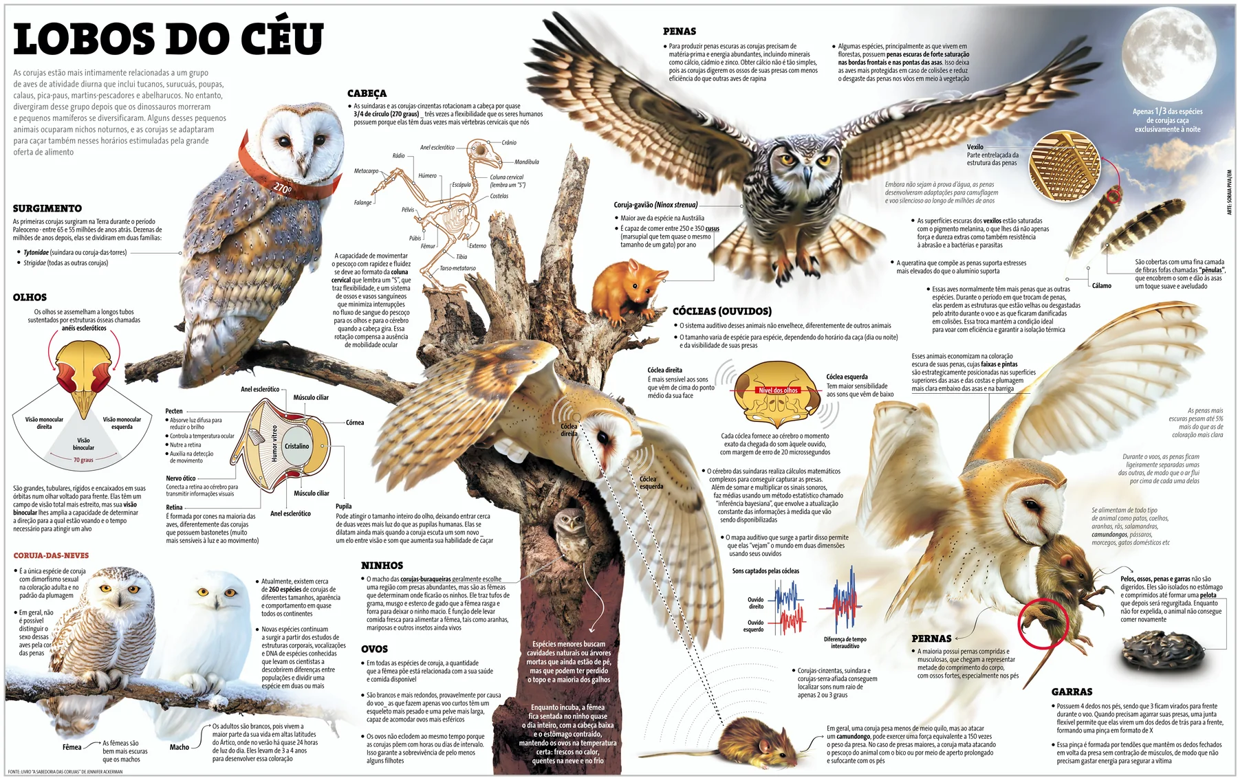 Infográfico sobre a sabedoria das corujas